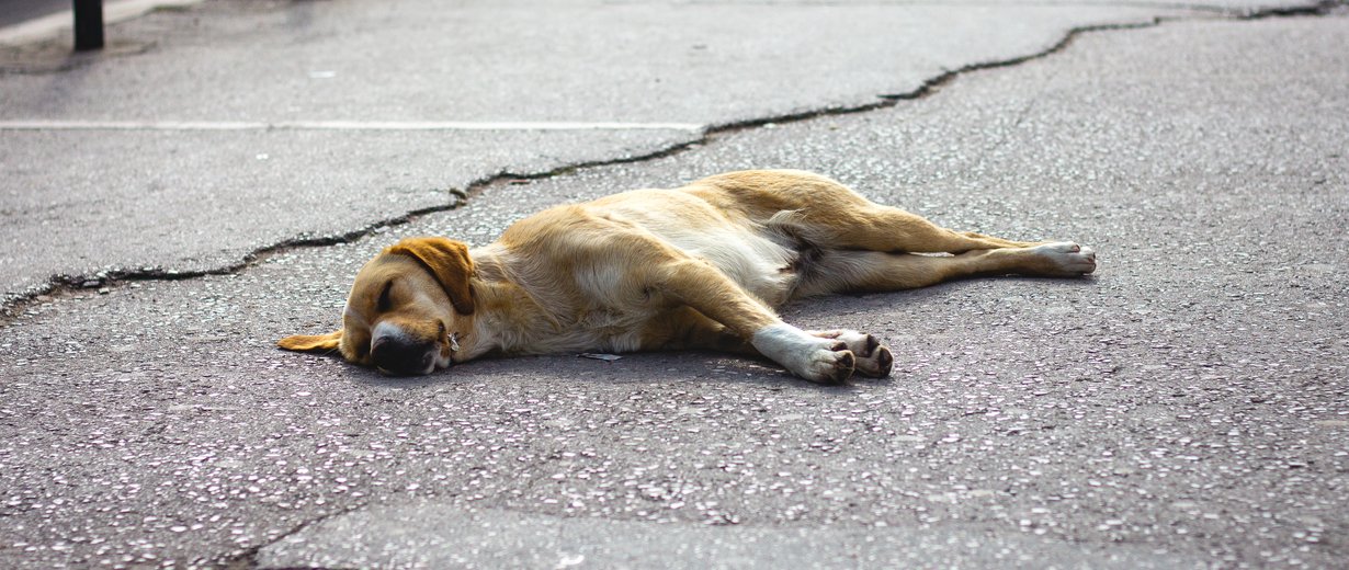 Hund stirbt qualvoll Mit heißem Asphalt überschüttet RPR1.